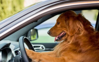 Why Your Car Pulls to One Side